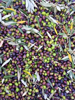 e olive del Podere La Sassicaia